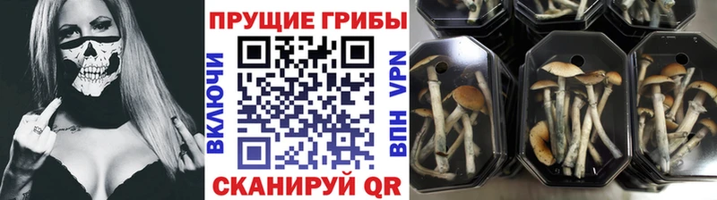 Купить закладки  Поворино  Псилоцибиновые грибы MAGIC MUSHROOMS 